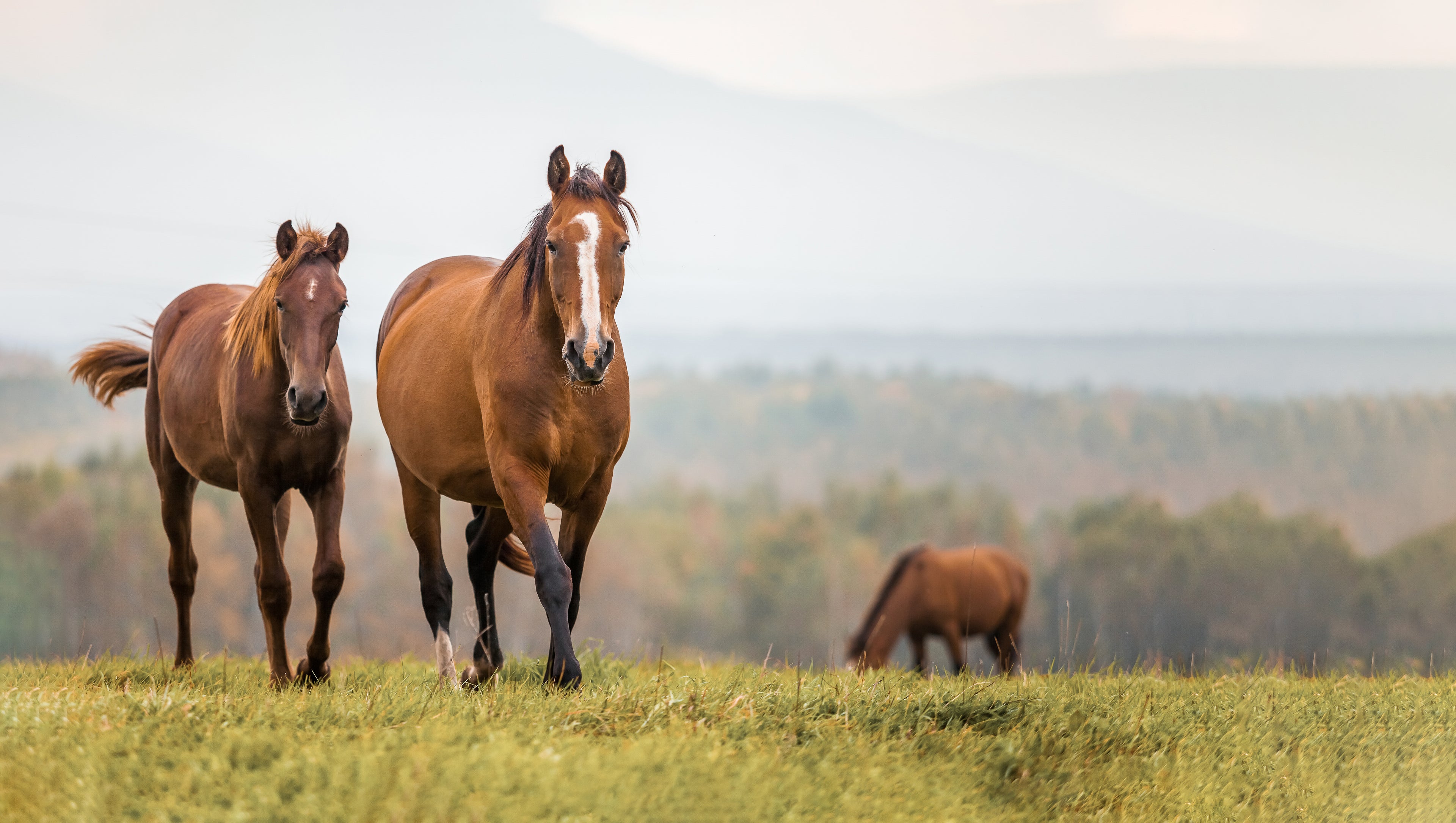 Equine care products on horses in field to keep flies away