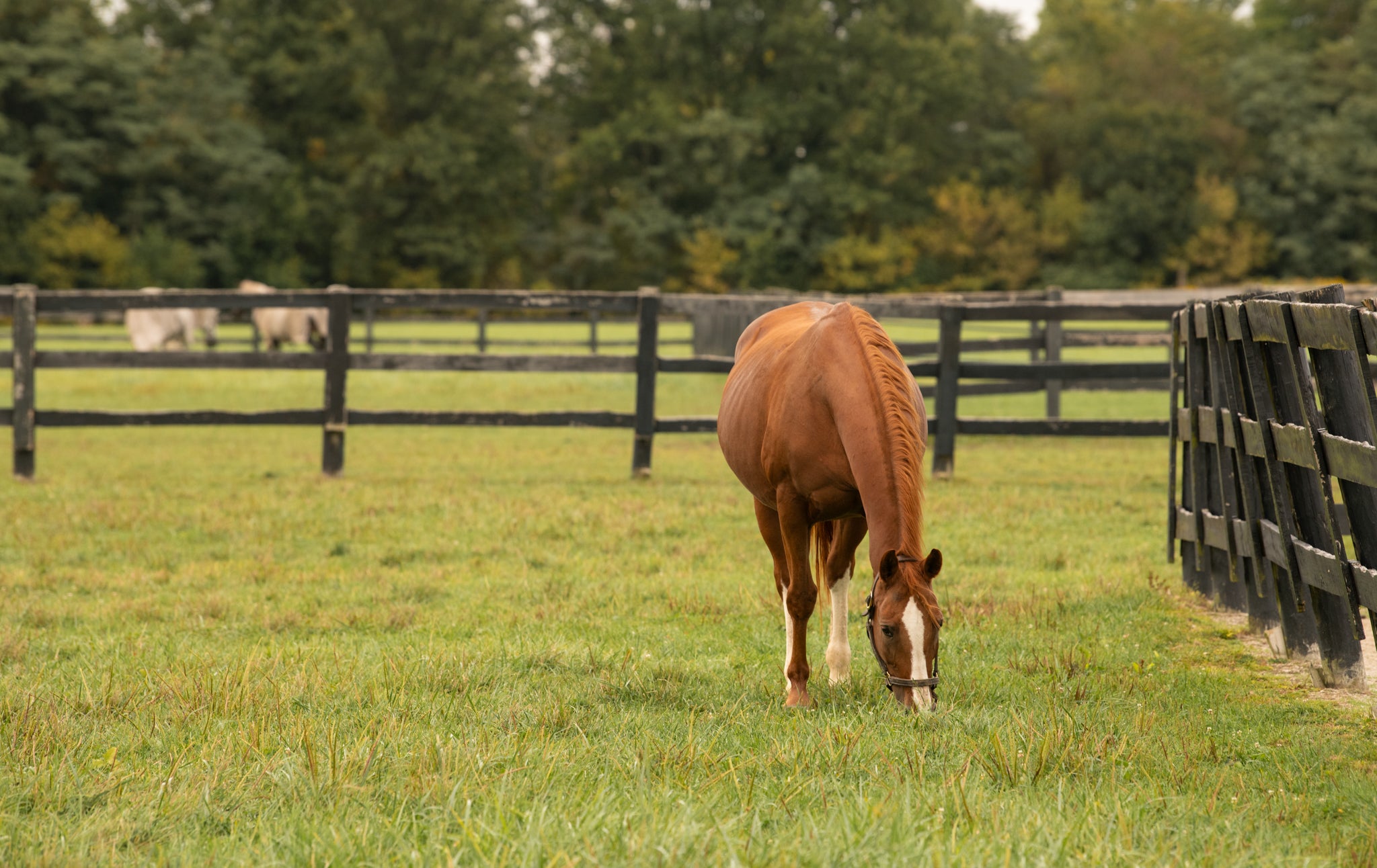 Amy Allen of ARA Stables | Equine Business Owner Spotlight – Guaranteed ...