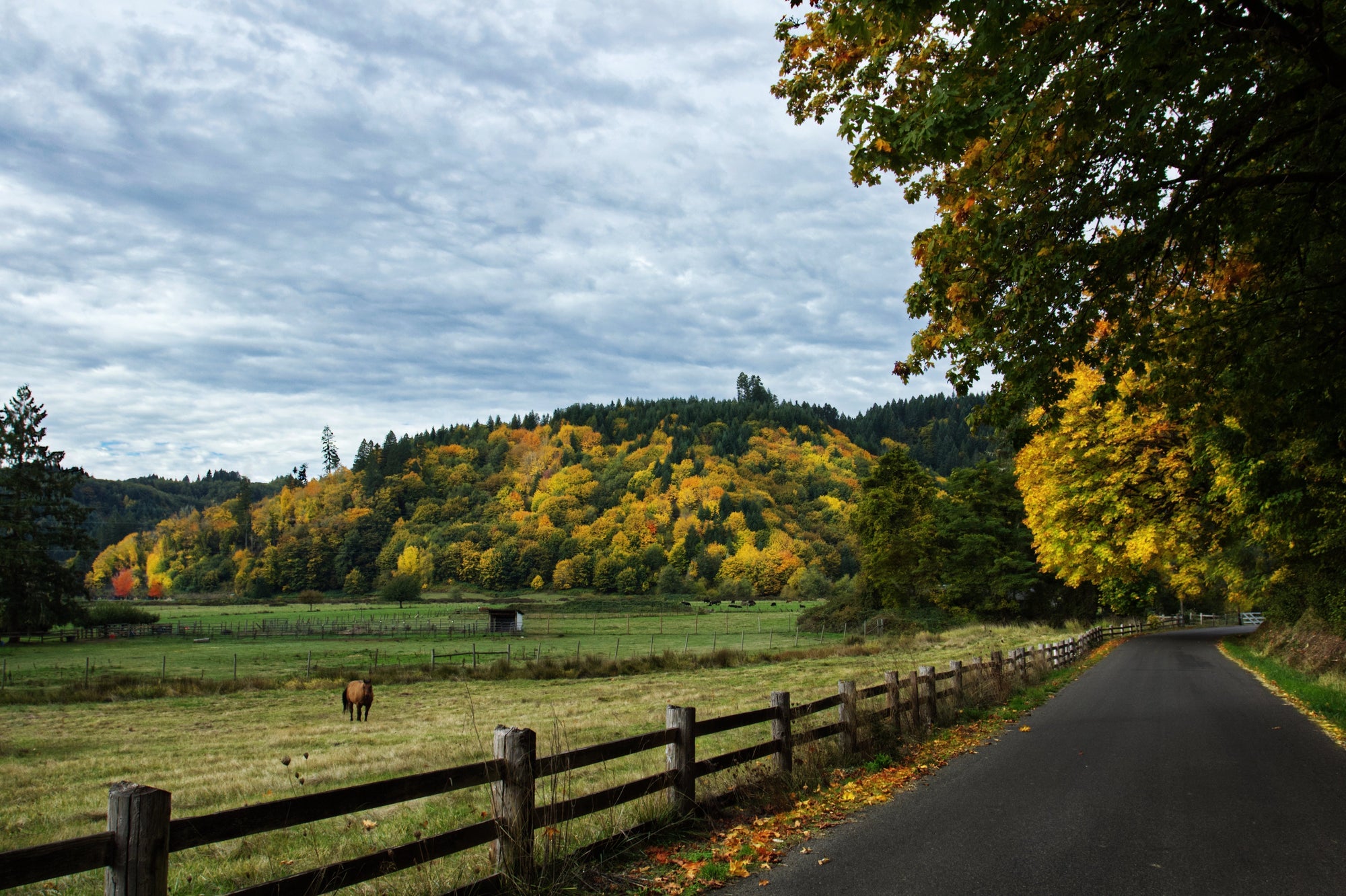 Fly and biting insect control for horse care management