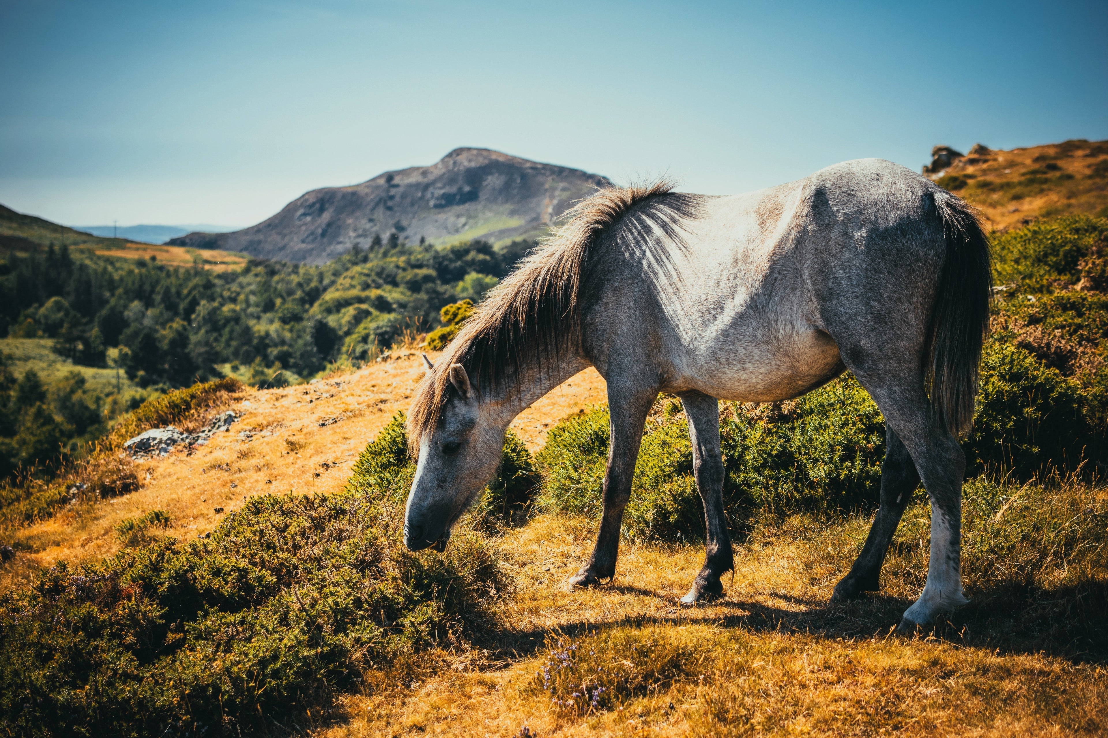 5 Tips for Keeping your Horse Cool in Extreme Heat