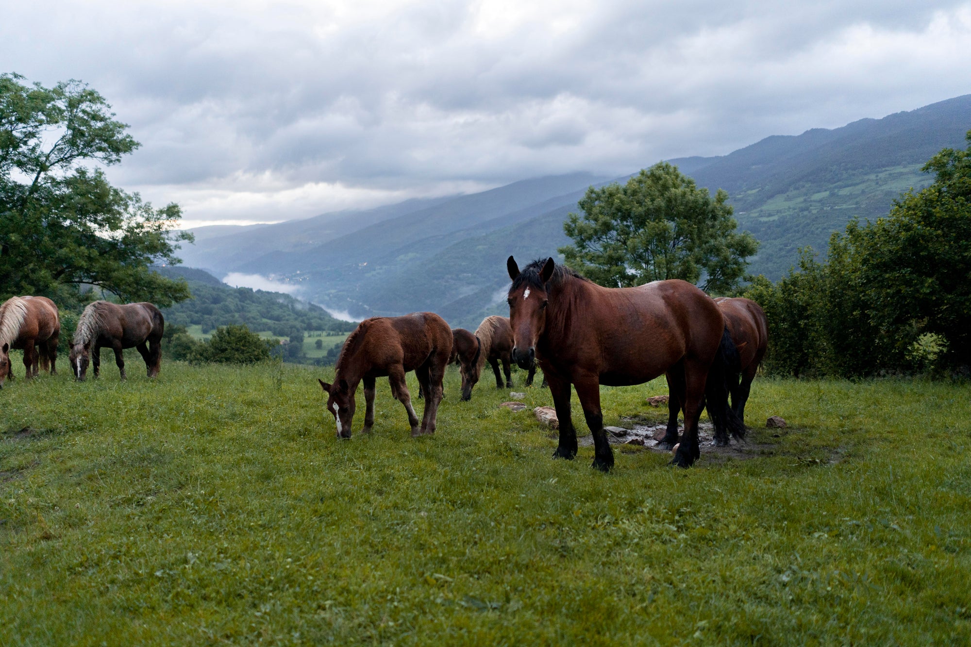 Hoof Care for Wet Weather