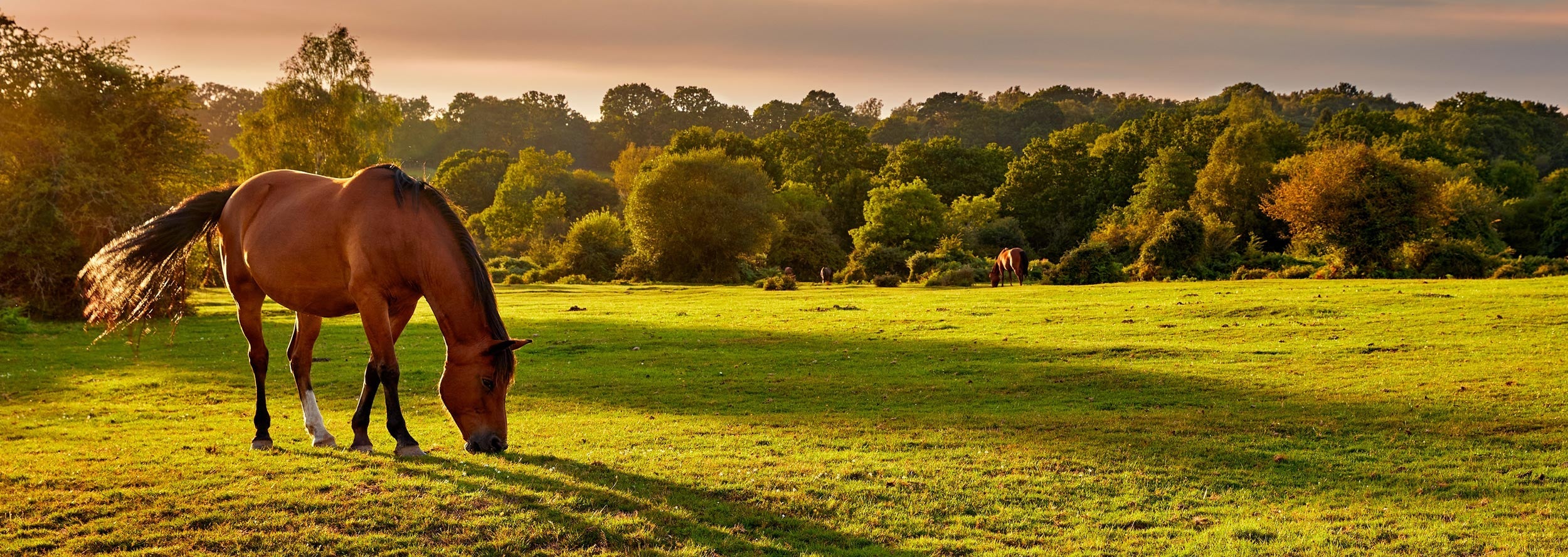 Horse in pasture grazing with fly protection from Fly Bye! Plus