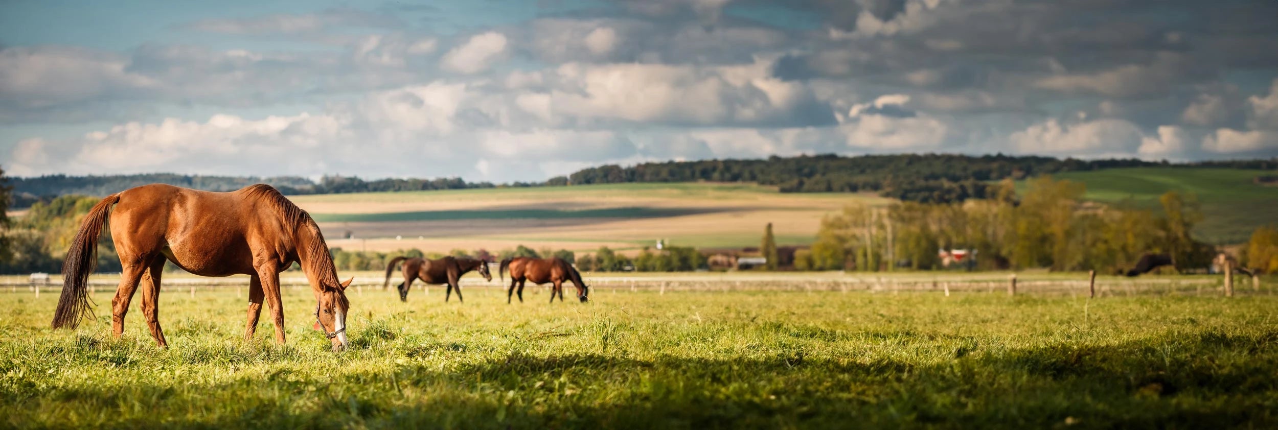 Equine fly control by Guaranteed Horse products